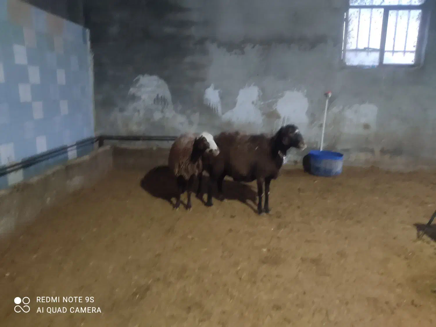 دوراس میش ابستن|حیوانات مزرعه|بروجرد, |دیوار