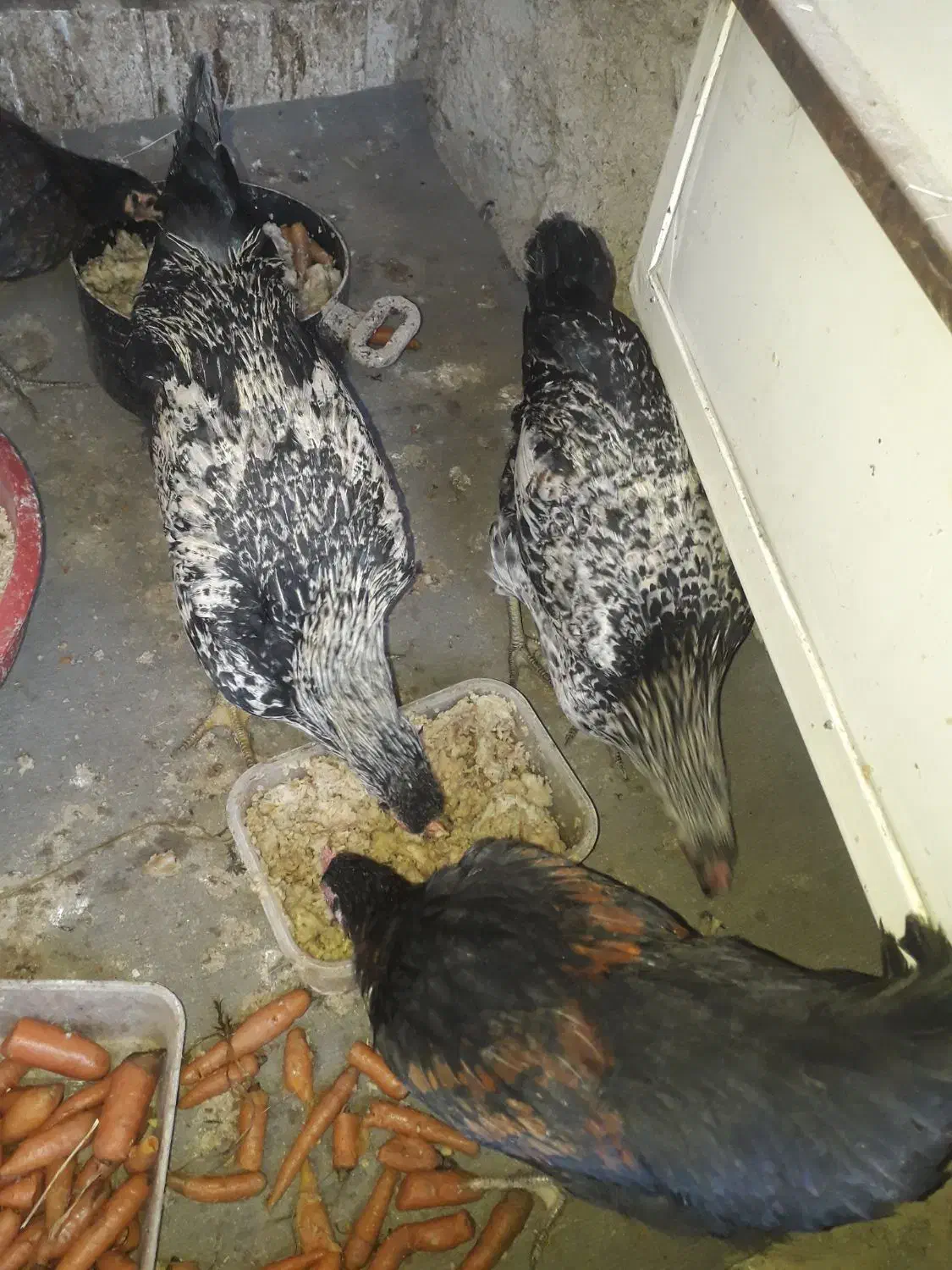 خروس فروشی|حیوانات مزرعه|بومهن, |دیوار