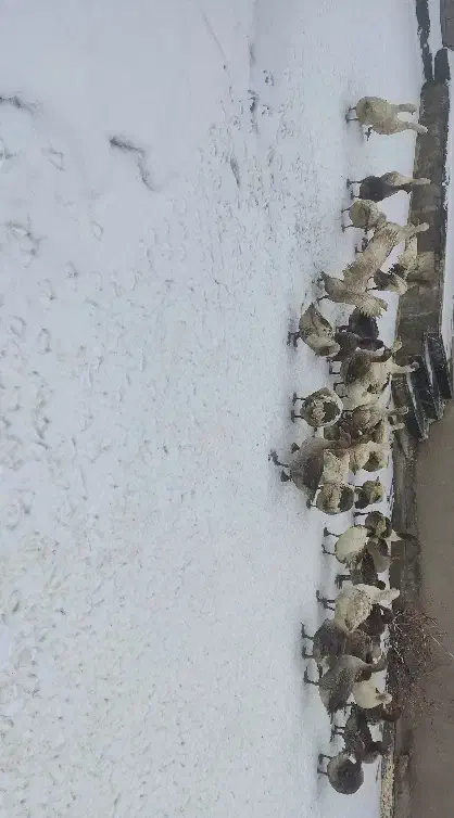 غاز|حیوانات مزرعه|دیواندره, |دیوار