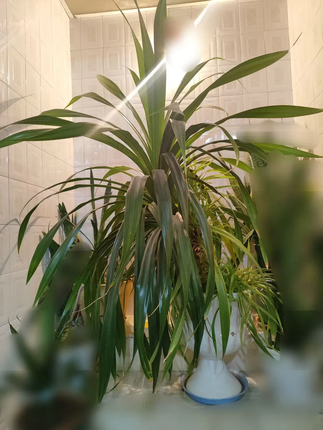 گل پاندانوس بزرگ برگ خنجری|گل و گیاه طبیعی|اردکان, |دیوار