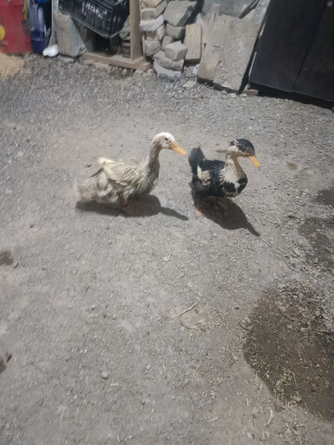 دو عدد اردک سالم|حیوانات مزرعه|سنندج, |دیوار