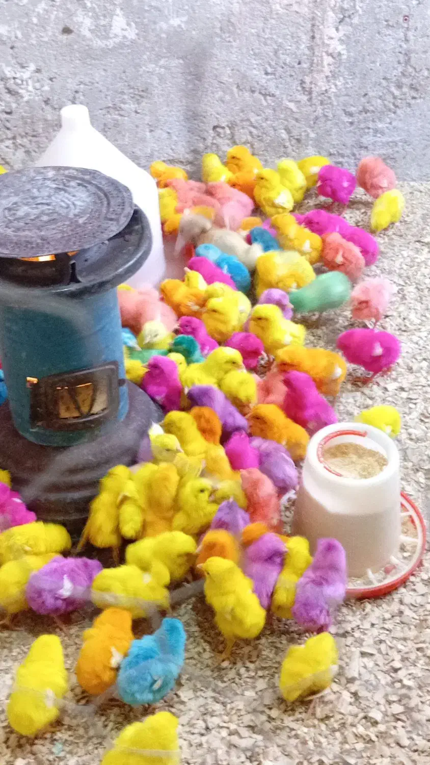 جوجه رنگی|حیوانات مزرعه|شیروان (خراسان), |دیوار