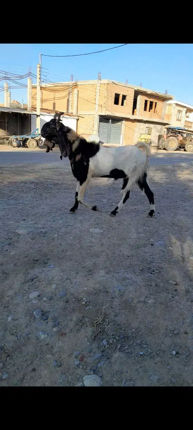 تکه پاکستانی|حیوانات مزرعه|انبارآلوم, |دیوار