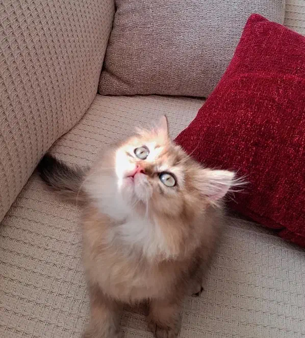 بریتیش اصل|گربه|تهران, دبستان|دیوار