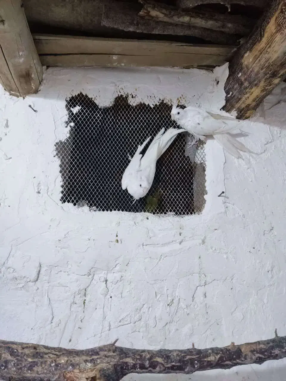 عروس هلندی|پرنده|دامغان, |دیوار