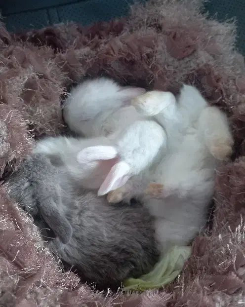 خرگوش چلوندنی و لوپ|موش و خرگوش|ساری, |دیوار