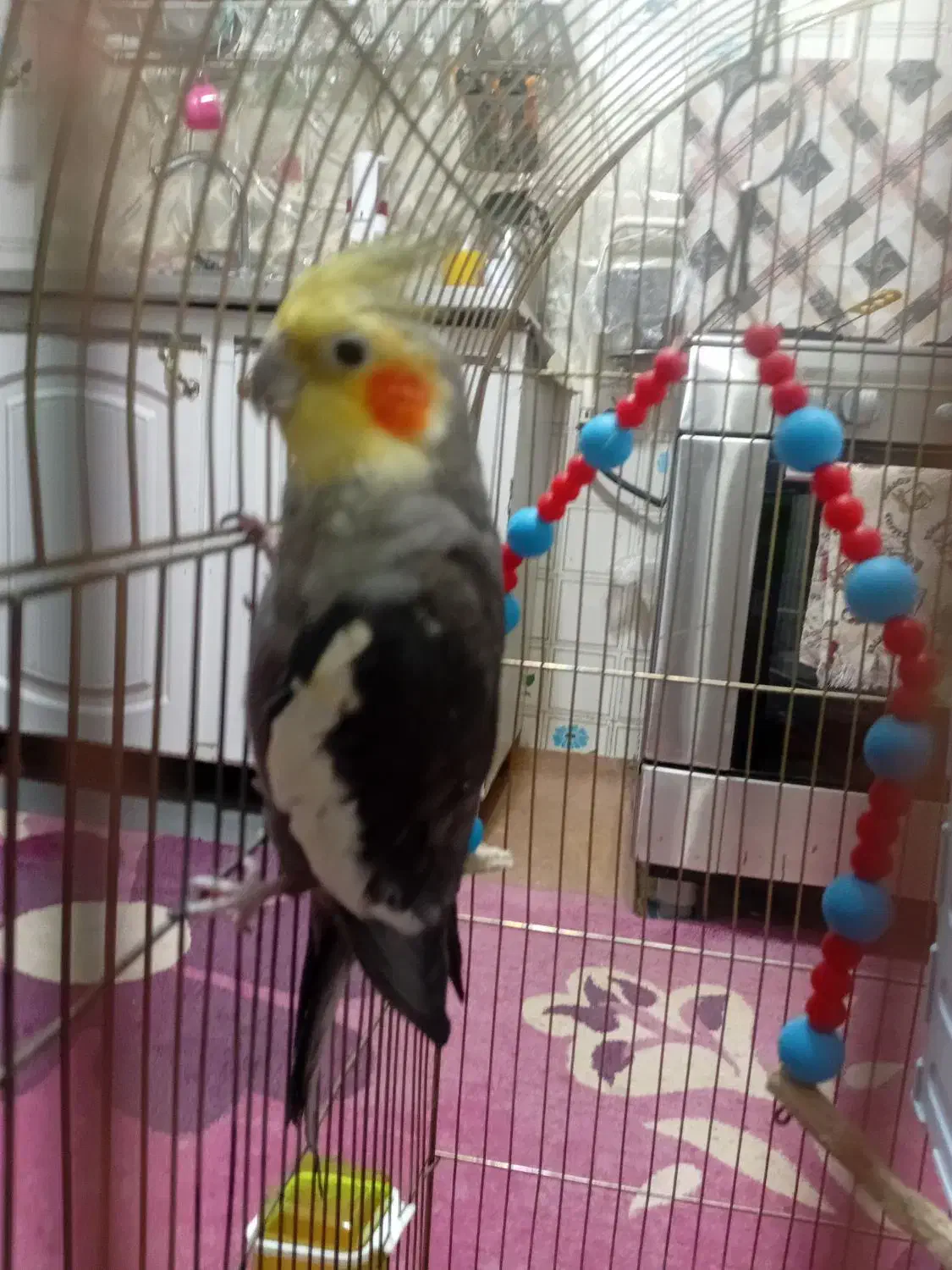 یک جفت عروس هلندی|پرنده|کشکوئیه, |دیوار