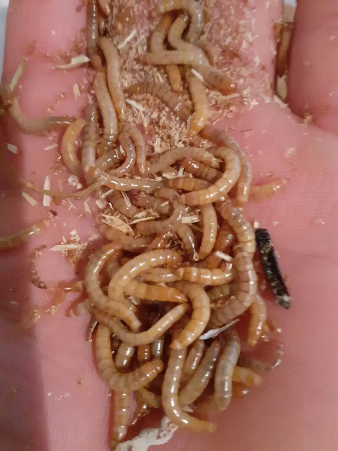 کرم میلورم زنده|خزنده|همدان, |دیوار