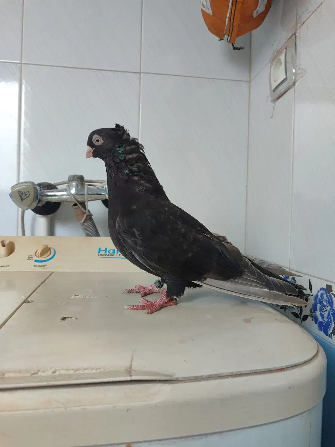 سلام چند جفت کفتر بفروش میرسد|پرنده|میاندوآب, |دیوار