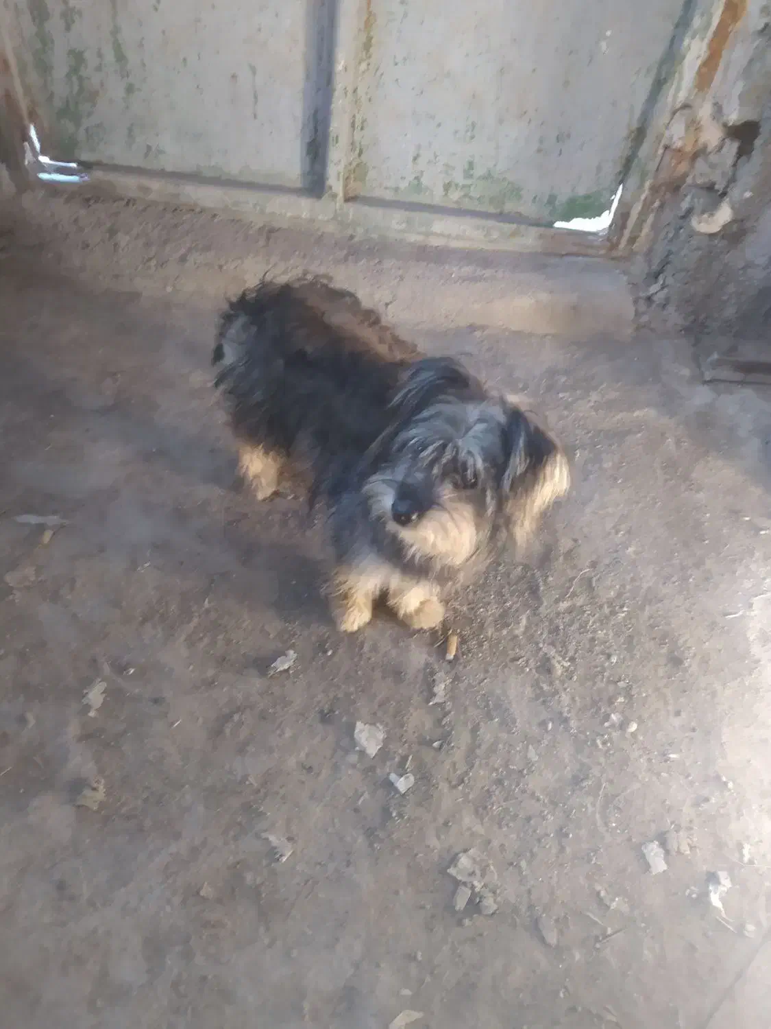 فروشی|سگ|میناب, |دیوار