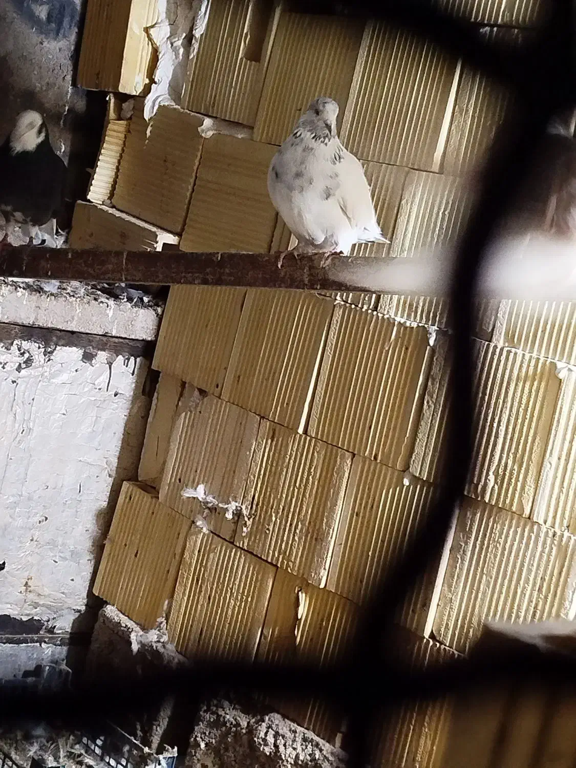 کاشانی|پرنده|مسجد سلیمان, |دیوار