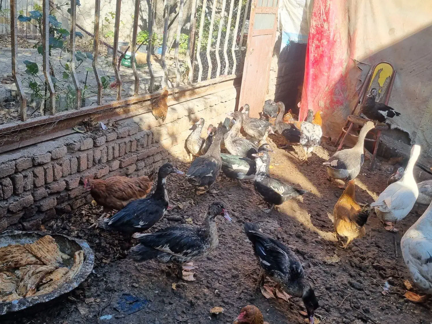 غازقو و  اردک اسرائیلی|حیوانات مزرعه|اردبیل, |دیوار