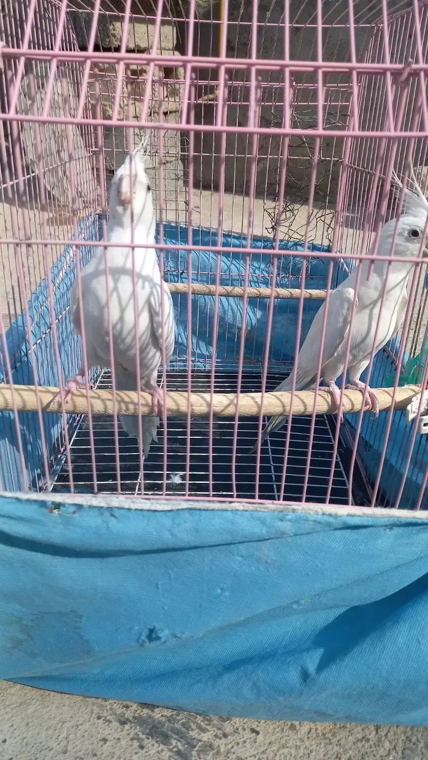 پرنده طوطی عروس|پرنده|آغاجاری, |دیوار