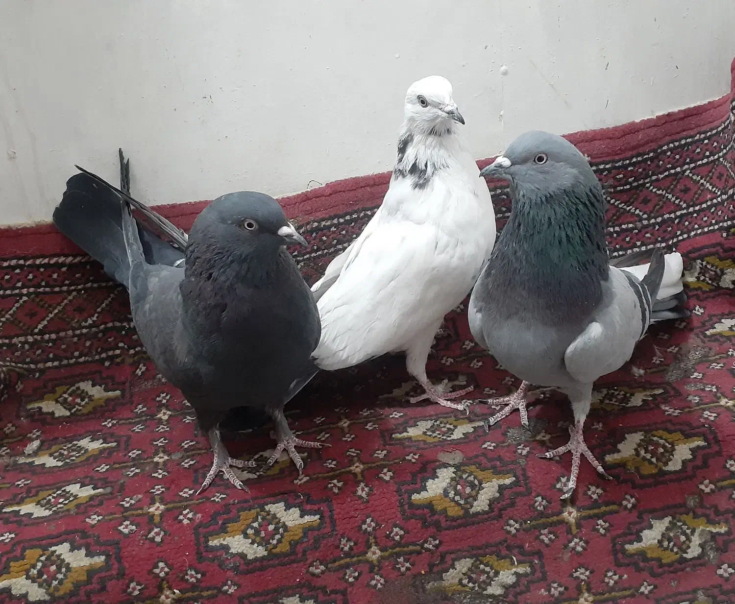 کبوتر پر|پرنده|شهرکرد, |دیوار