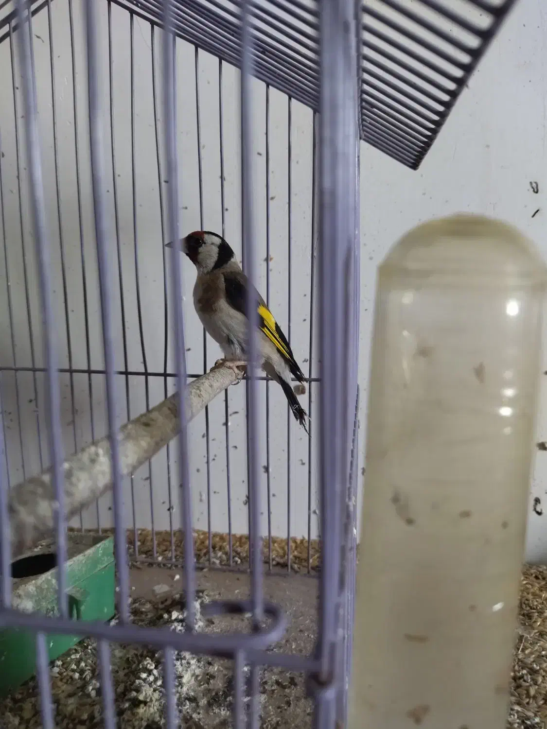 فقط معاوضه با دوبر نر|پرنده|اردبیل, |دیوار