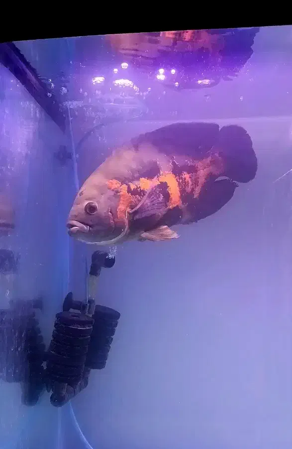 ماهی اسکار غول پیکر ۳۰+|ماهی|قم, انصار‌الحسین|دیوار