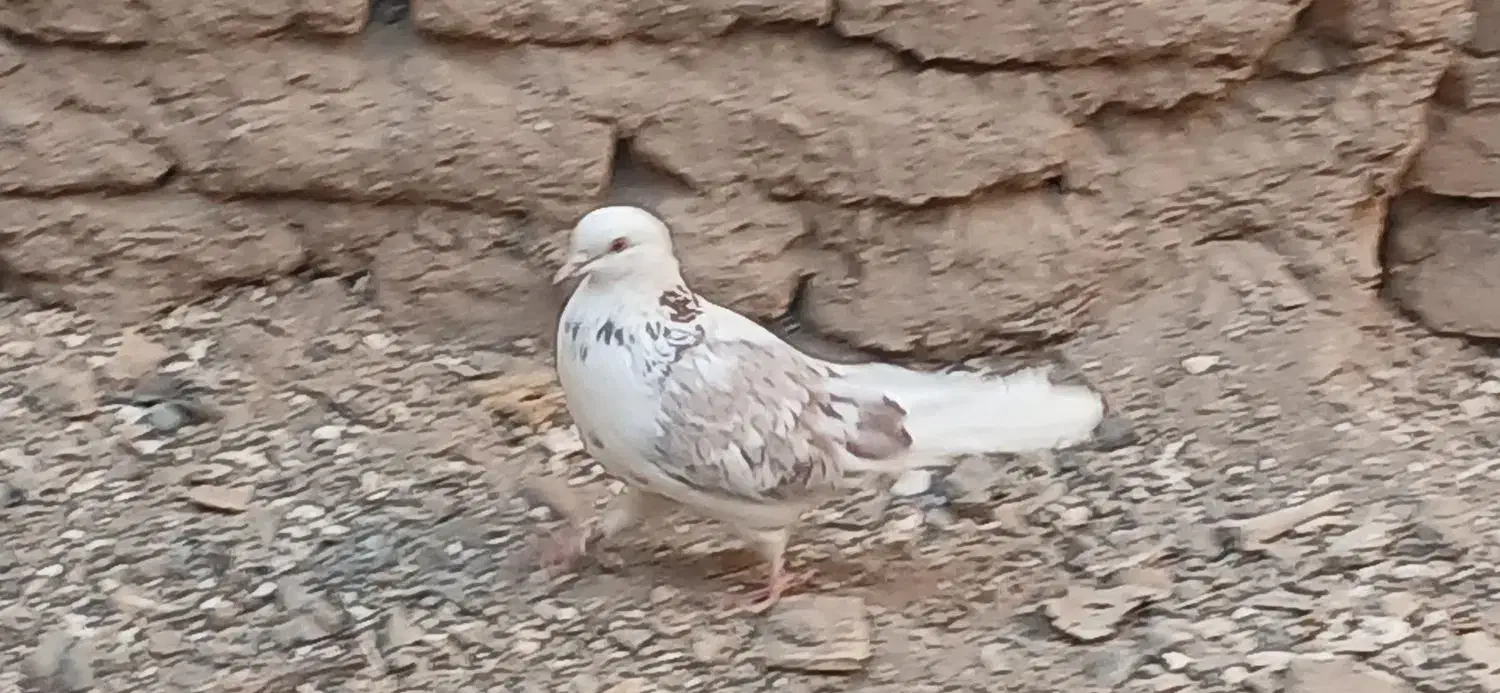 کبوتر|پرنده|سیرجان, |دیوار