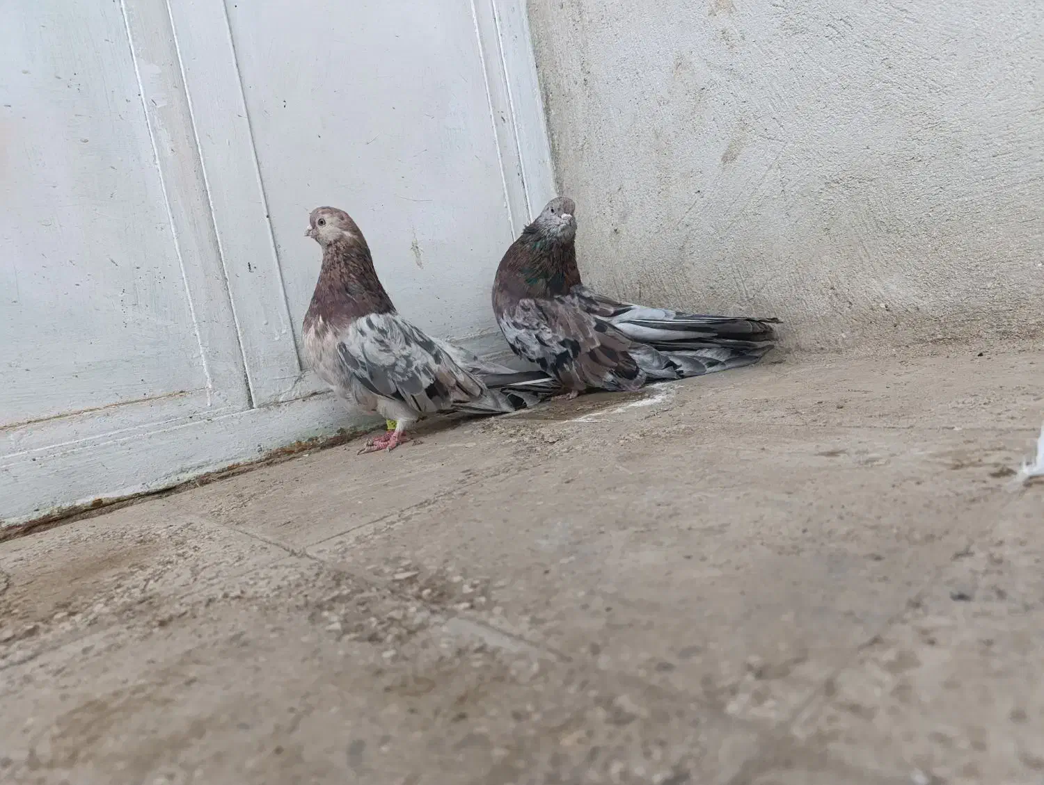 سرور کشیده|پرنده|همدان, |دیوار