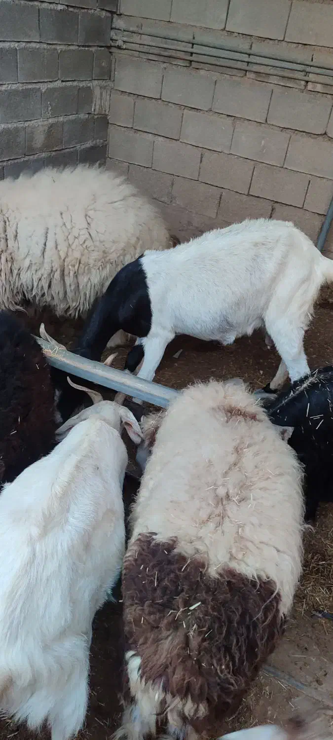 بز افغانی|حیوانات|امیدیه, |دیوار