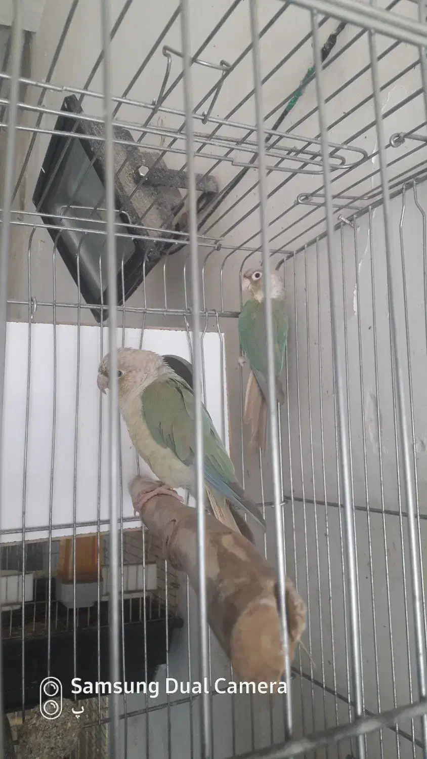 گرنچیک مولد|پرنده|آران و بیدگل, |دیوار