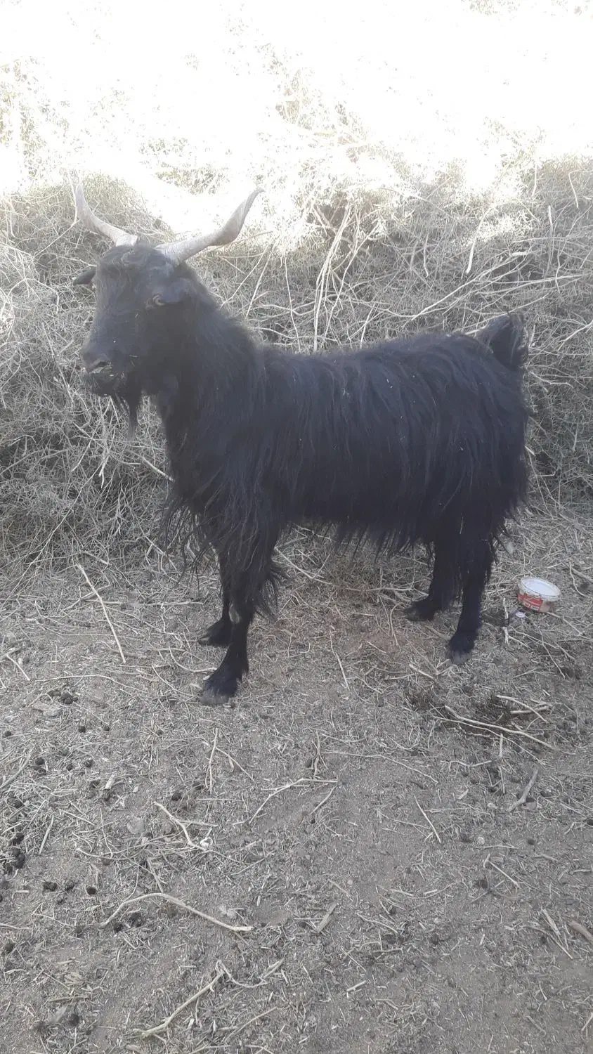 بز چاق|حیوانات مزرعه|بیرجند, |دیوار