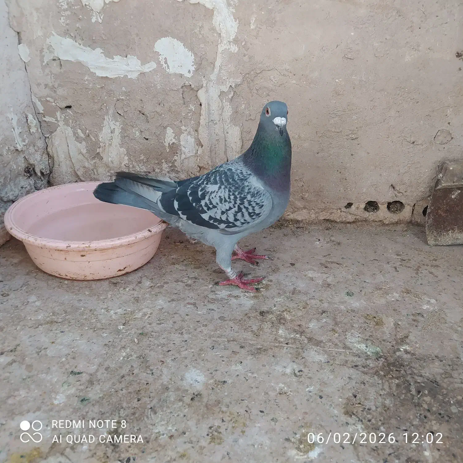 جوستونی نر|پرنده|مشهد, مصلی (کارمندان اول)|دیوار