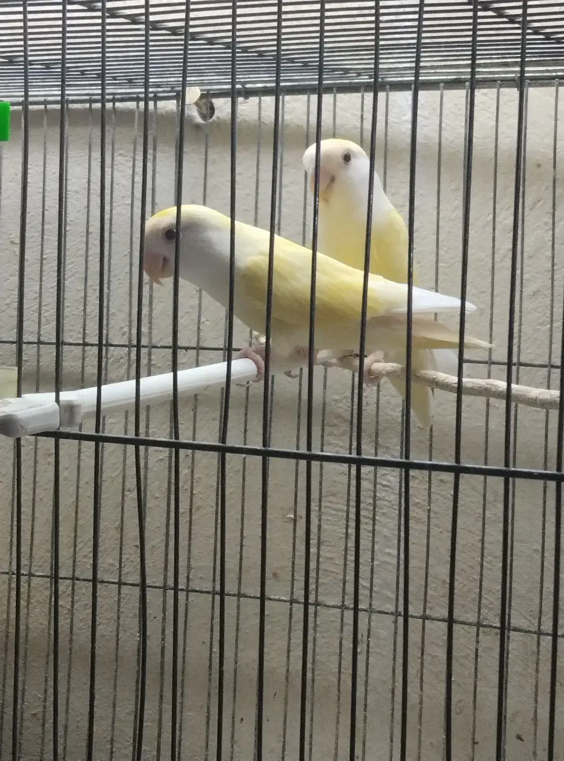 یک جفت کوتوله برزیلی معاوضه نرگسی قناری|پرنده|شیروان (خراسان), |دیوار