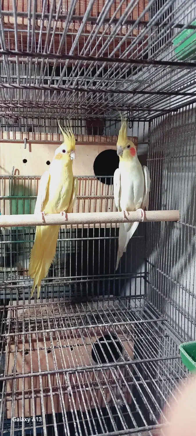 فروش چندین پرنده زینتی عروس و ۰۰۰ همه با کیفیت|پرنده|بندرعباس, |دیوار