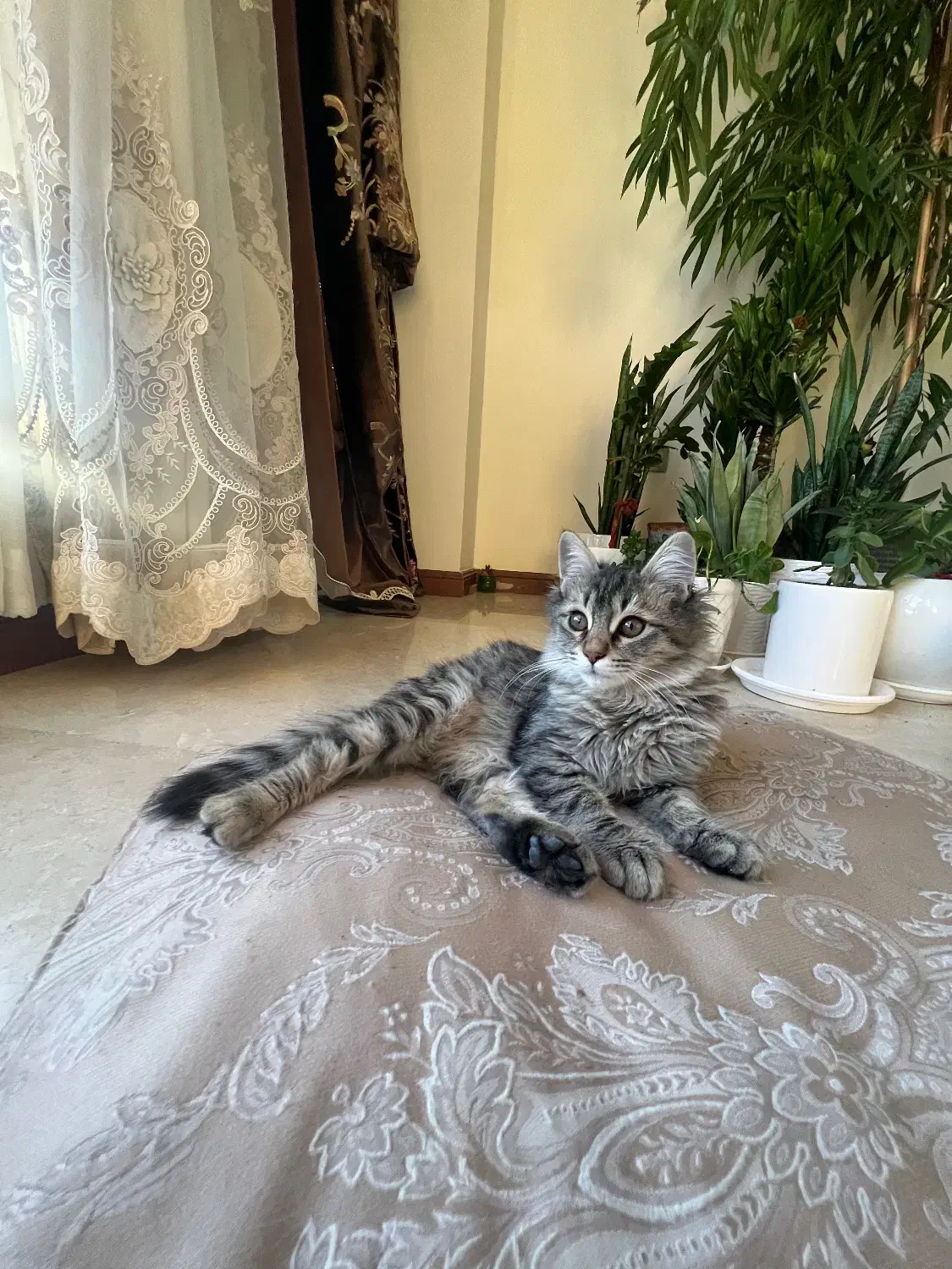 گربه|گربه|تهران, صادقیه|دیوار