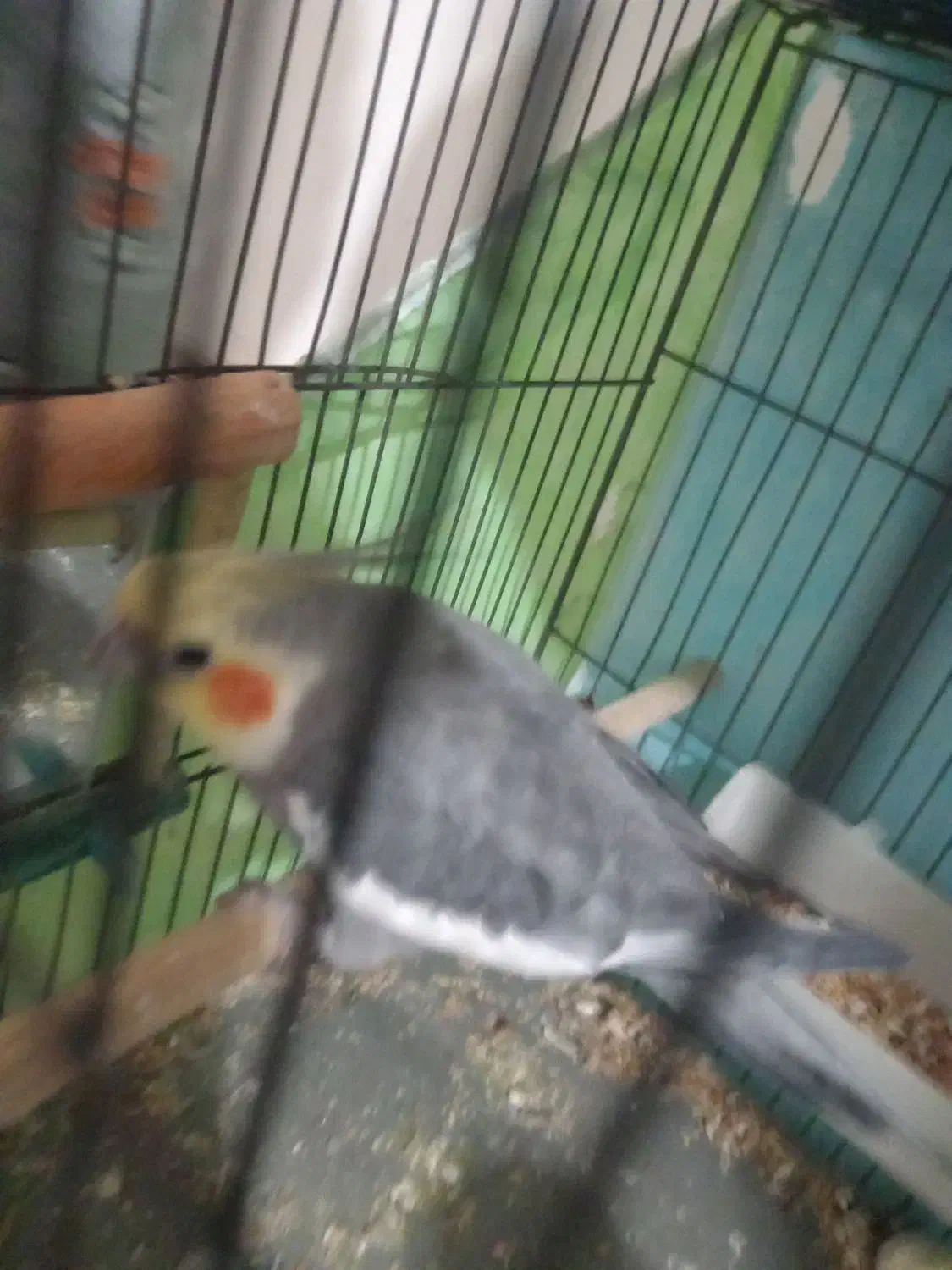 طوطی عروس هلندی نر مست آماده جفت سخنگو|پرنده|الوند, |دیوار