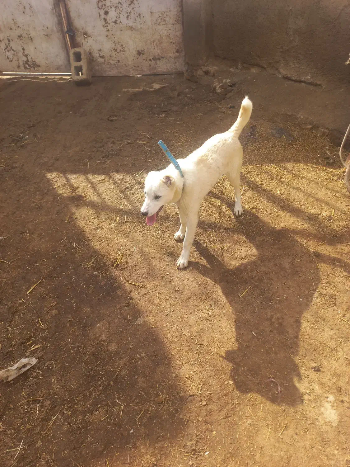 سگ‌ گوسفندی ادمی|سگ|شیروان (خراسان), |دیوار