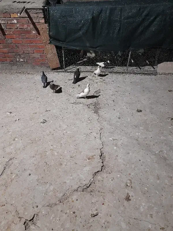 کفتر یاکبوتر غوره ای گمشده|پرنده|کرمان, |دیوار