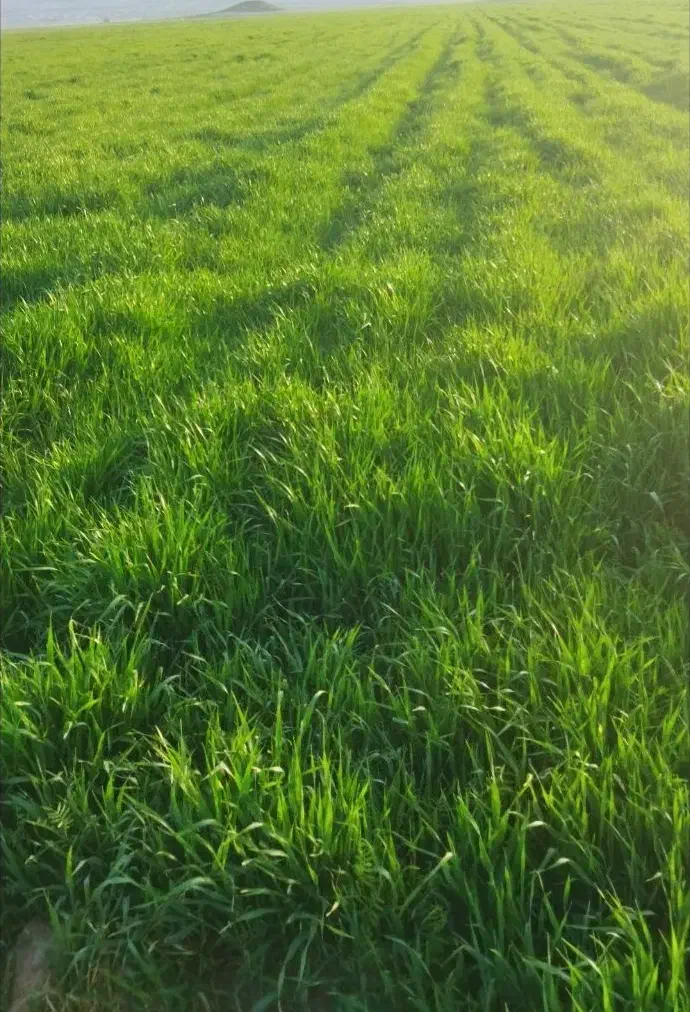 زمین در سیلاخور|اجارهٔ دفتر صنعتی، کشاورزی، تجاری|سیلاخور, |دیوار