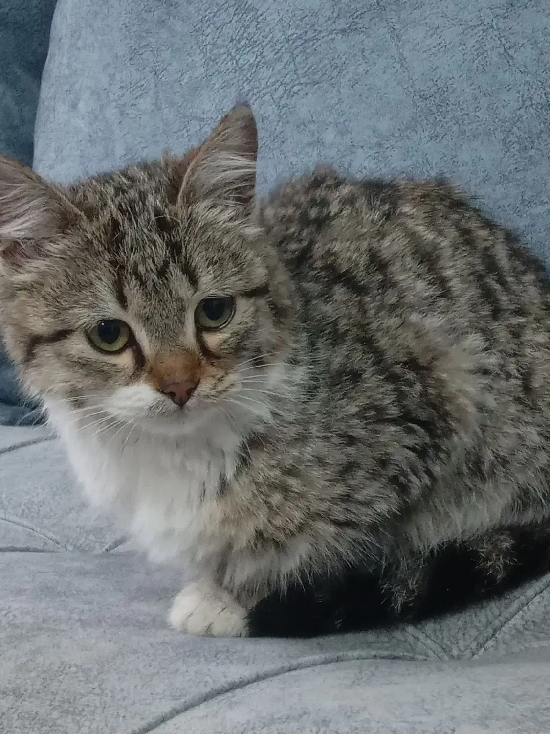 گربه ی ناز|گربه|ارومیه, |دیوار