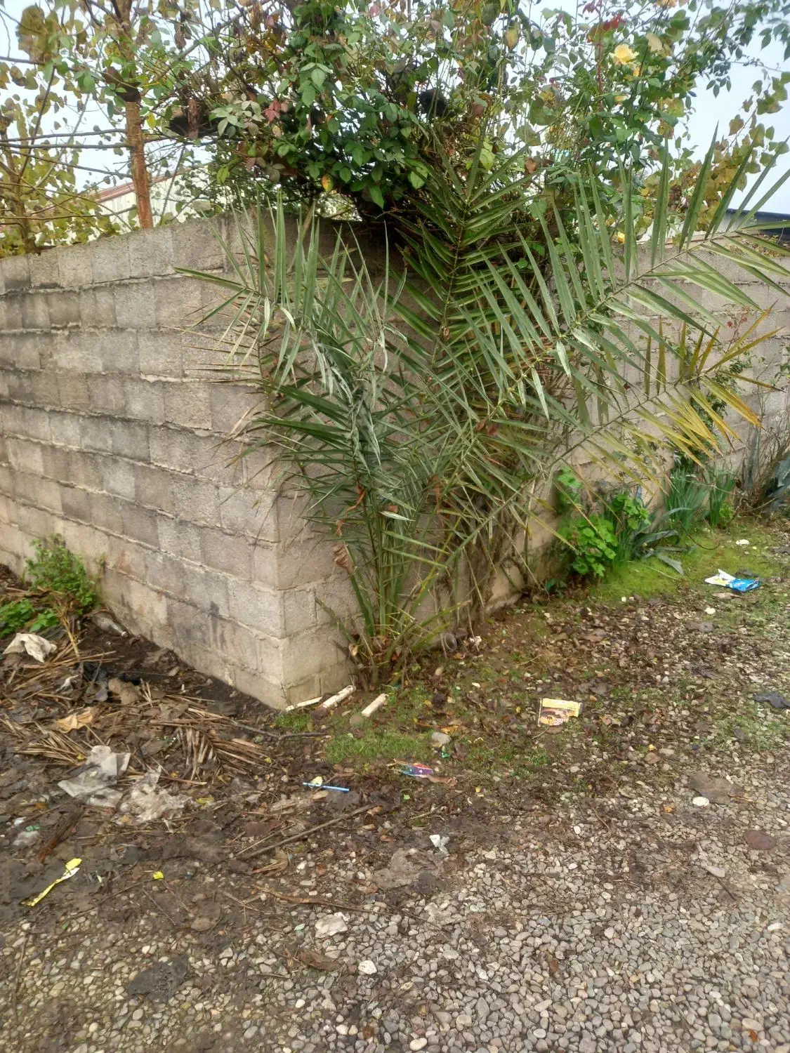 درخت نخل فنیکس|گل و گیاه طبیعی|خمام, |دیوار