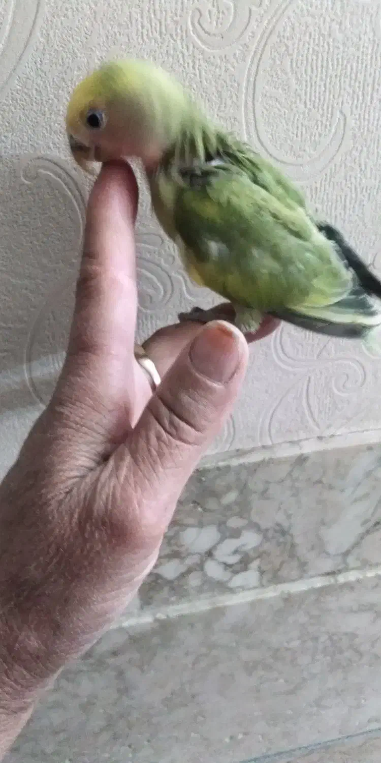 جوجه مرغ عشق و جوجه کوتوله|پرنده|نیشابور, فردوسی جنوبی|دیوار