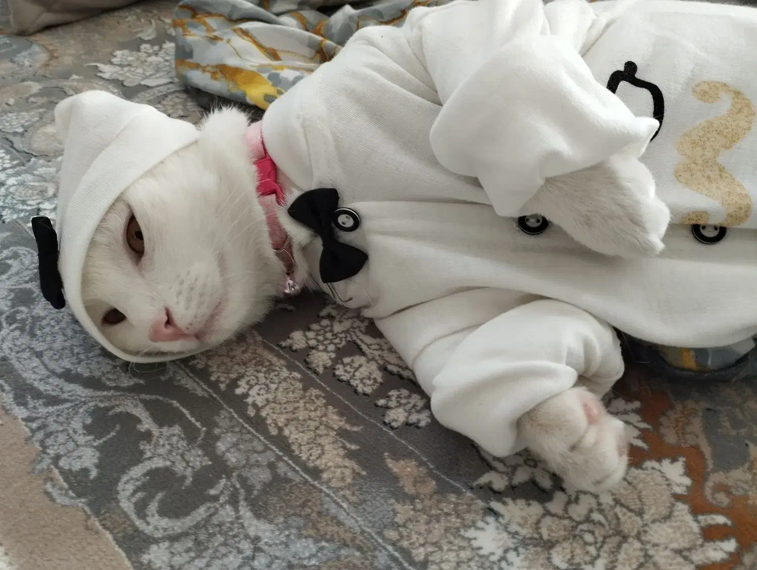 گربه سفیدزیبا|گربه|کاشمر, |دیوار