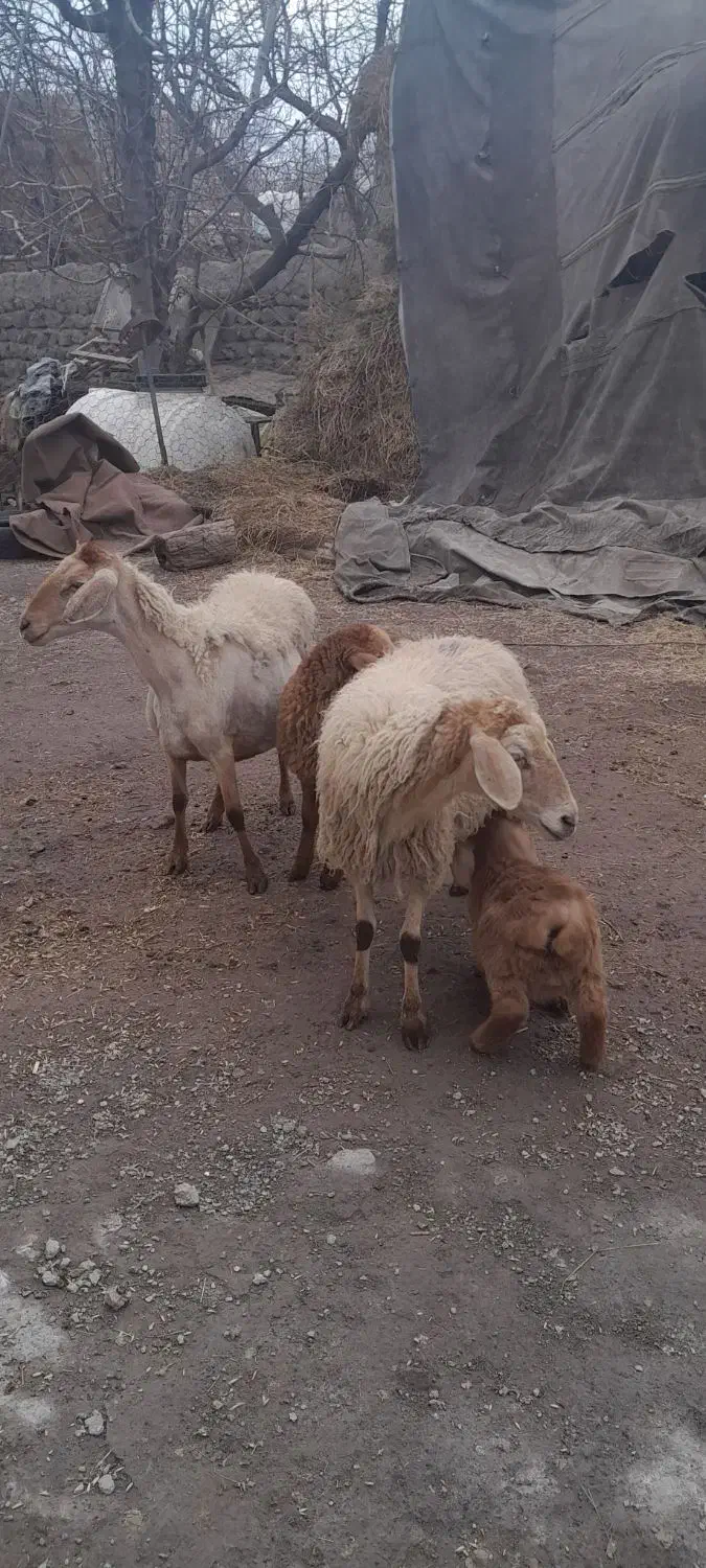گوسفند بره دار|حیوانات مزرعه|مشگین شهر, |دیوار
