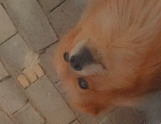 سگ پامر|سگ|اسدآباد, |دیوار