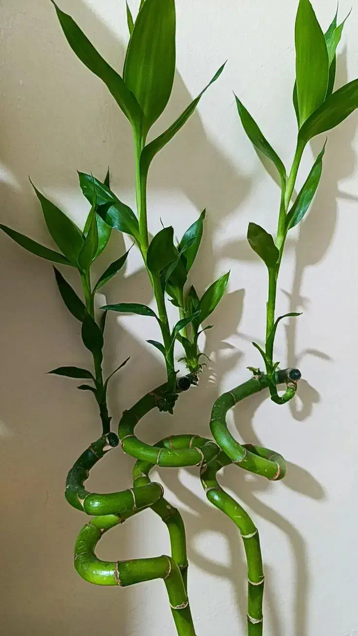 تعدادی گل و گلدان فروشی|گل و گیاه طبیعی|داراب, |دیوار