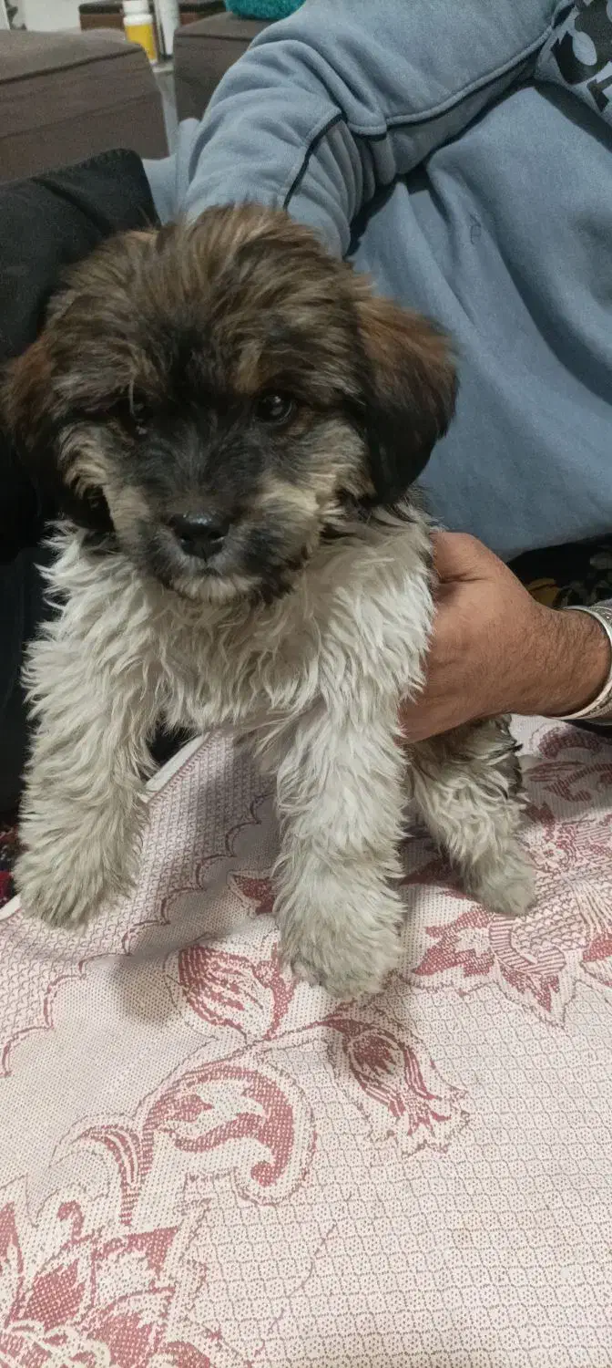 توله شیتزو|سگ|فردوسیه, |دیوار