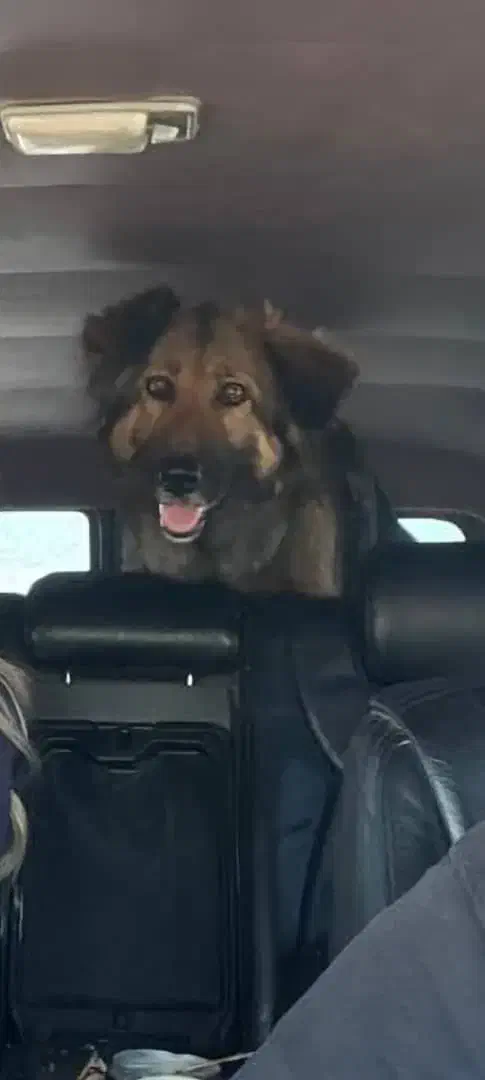 سگ ژرمن گمشده|حیوانات|ارومیه, |دیوار