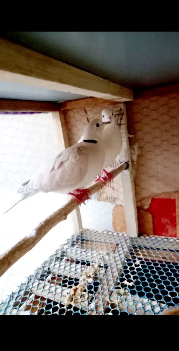 یک جفت کبوتر زینتی خارجی|پرنده|لاهیجان, گلستان|دیوار