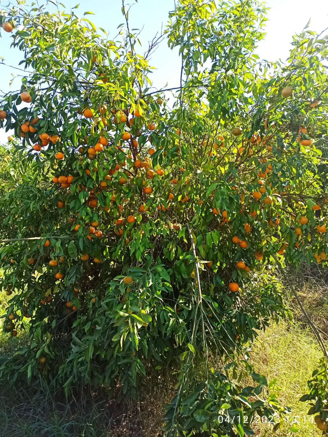 باغبان|خدمات باغبانی و درختکاری|دزفول, |دیوار