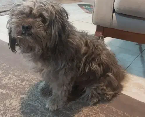 سگ با باکسش|سگ|سیرجان, |دیوار