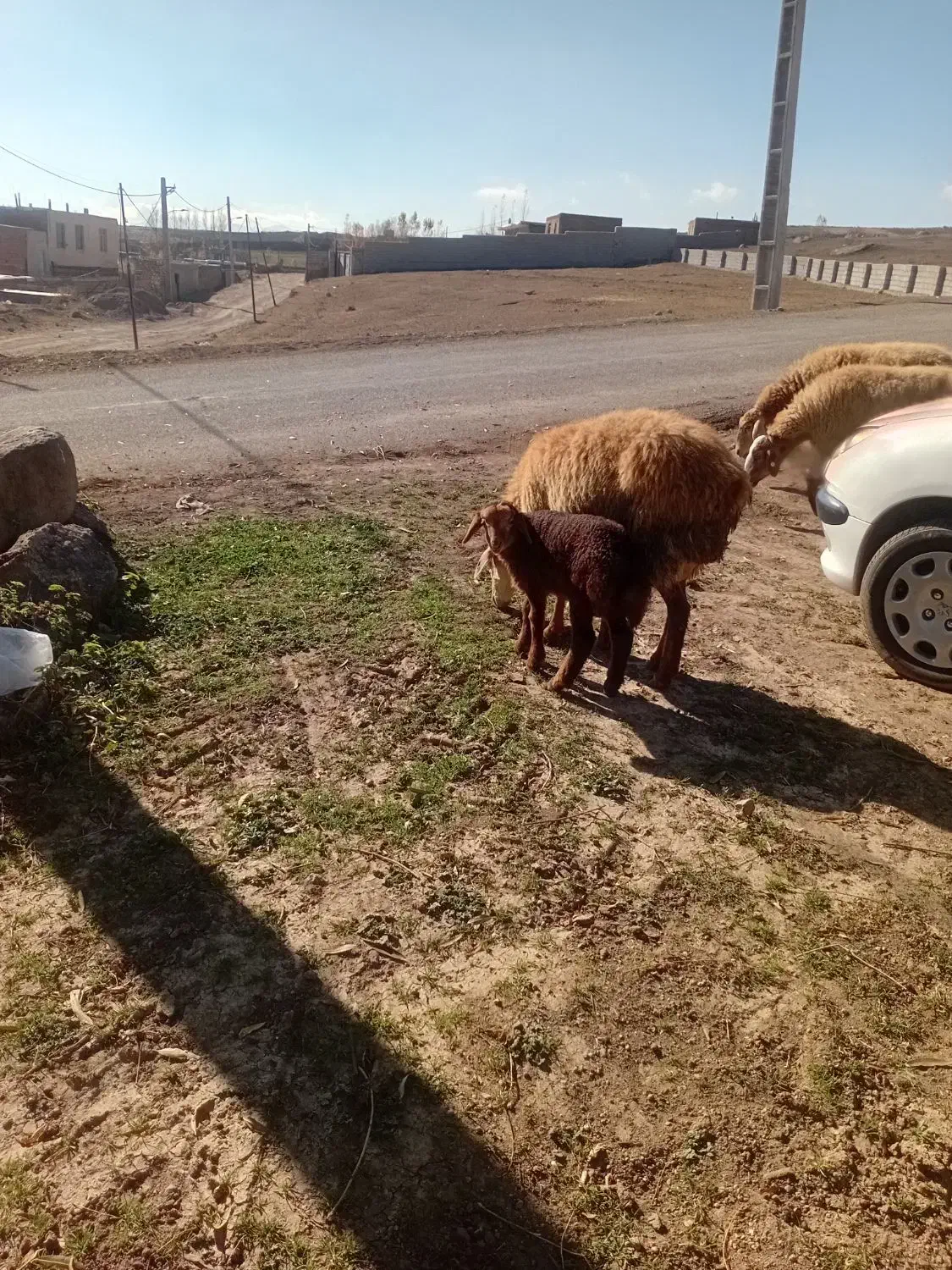 گوسفند بره دار|حیوانات مزرعه|سرعین, |دیوار