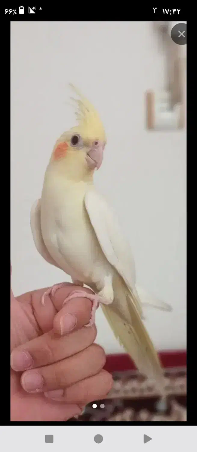 گمشده عروس هلندی|حیوانات|کرمانشاه, |دیوار