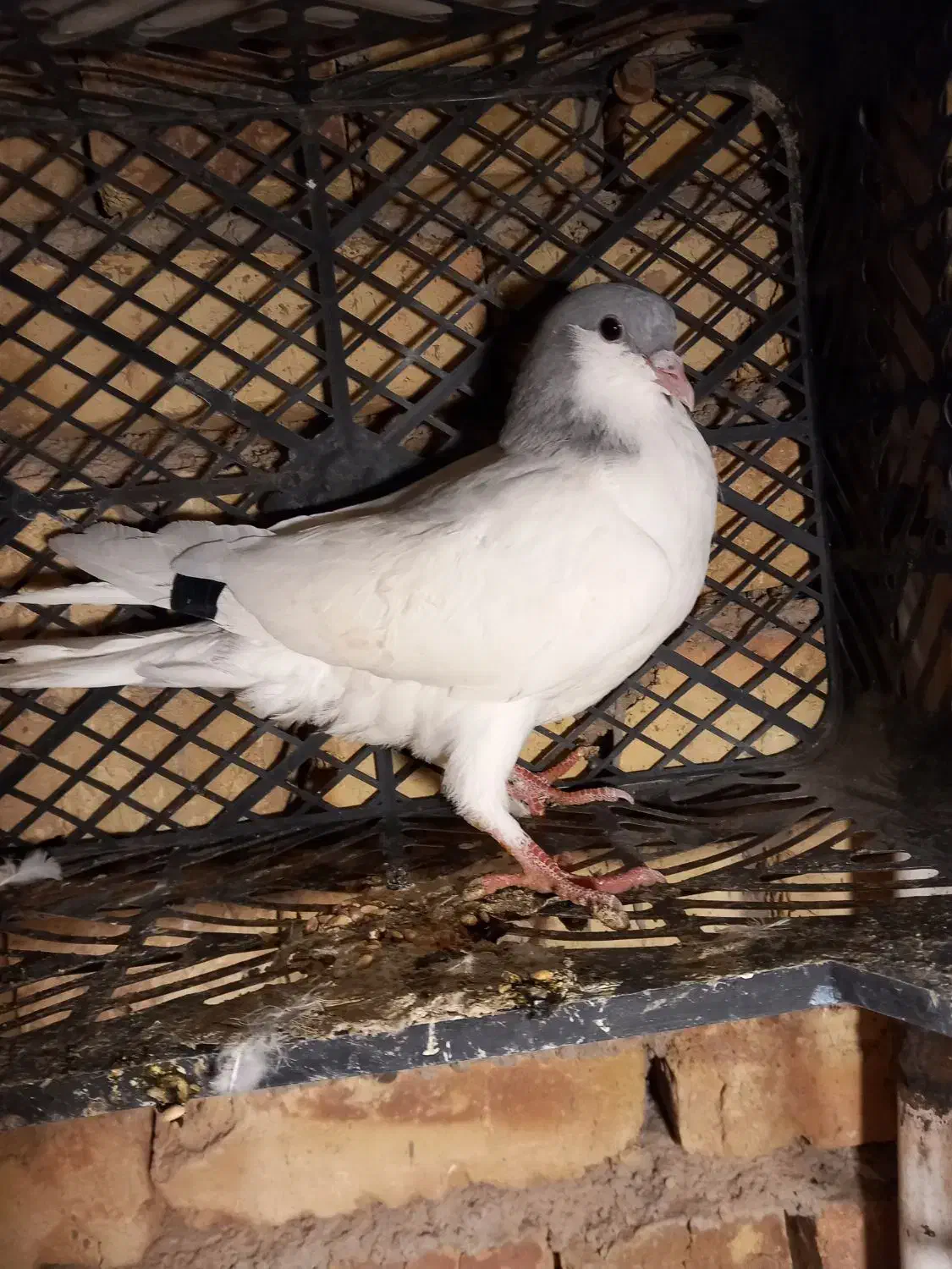 کبوتر نیم چپ شصتی|پرنده|اسفرورین, |دیوار