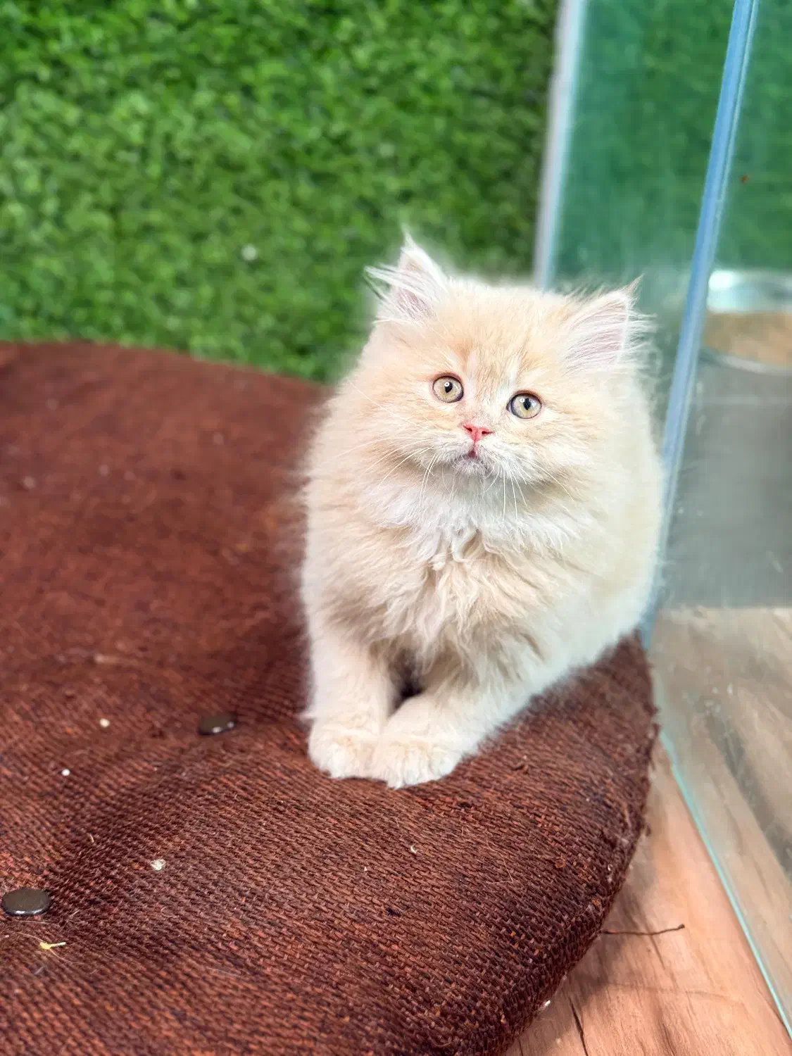 بچه گربه بریتیش موبلند|گربه|لاهیجان, قیام|دیوار