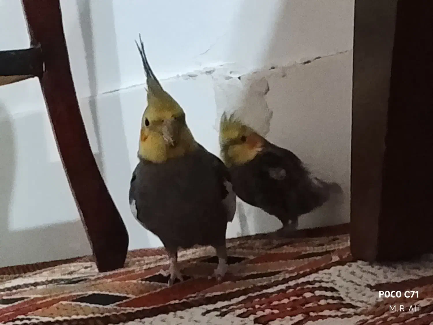 عروس هلندی|پرنده|تربتحیدریه, آغوی|دیوار